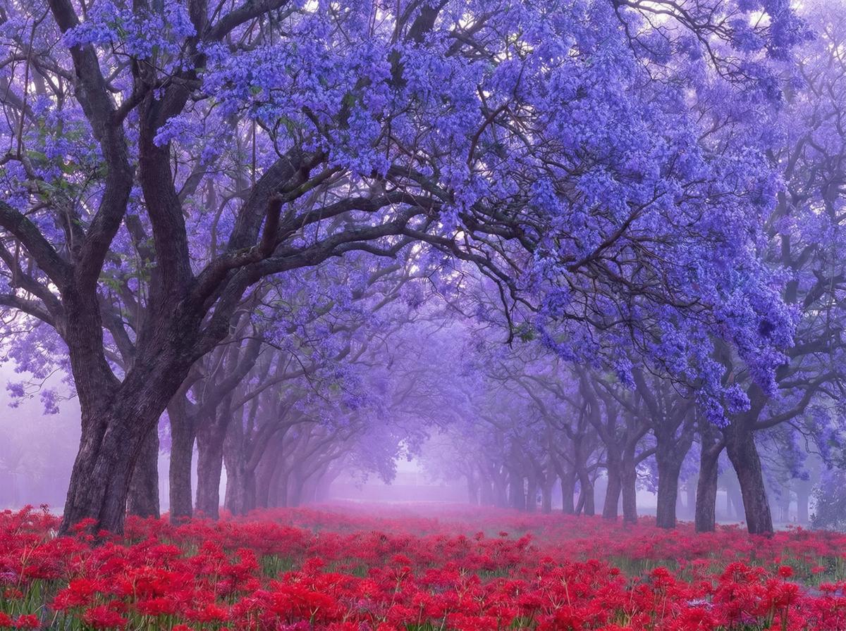 媚黑蓝花楹视频